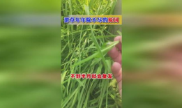 草视频,揭秘短视频时代的魅力与挑战